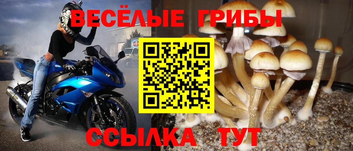 Псилоцибиновые грибы Psilocybe Азнакаево